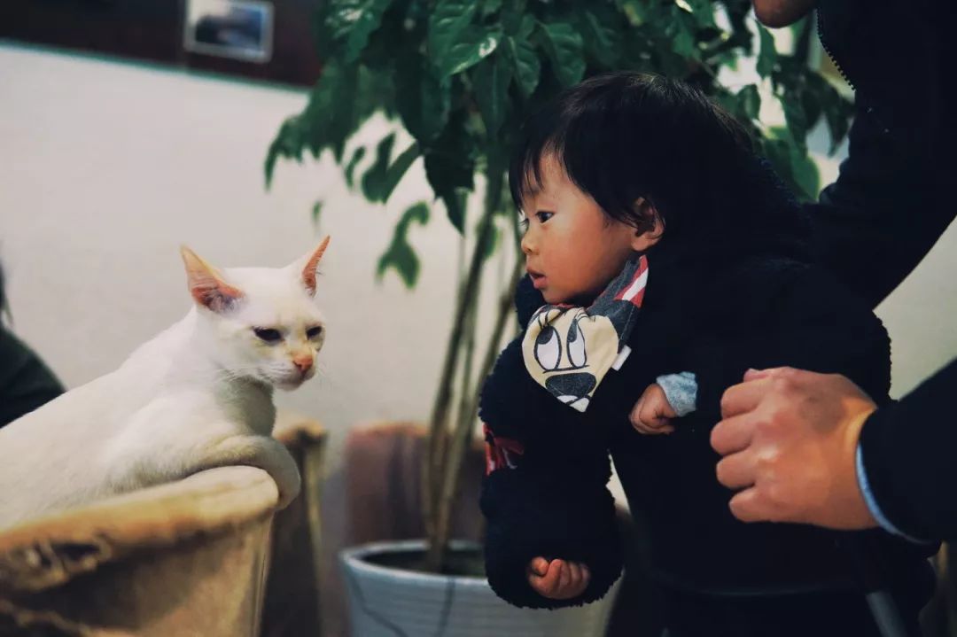 武汉哪里有猫咖啡厅_武汉有猫的咖啡店_武汉的猫咖